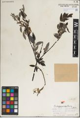 Foto von Salix juparica Goerz ex Rehder & Kobuski